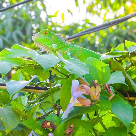 Hospedaje Combi Dream Bird Apartment Playas del Coco Ngoại thất bức ảnh
